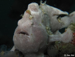 Bad viz for 1st dive on Mabul :( 
White froggy at the be... by John Hill 